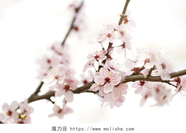 白色背景上粉色桃花树枝樱花开在树枝上